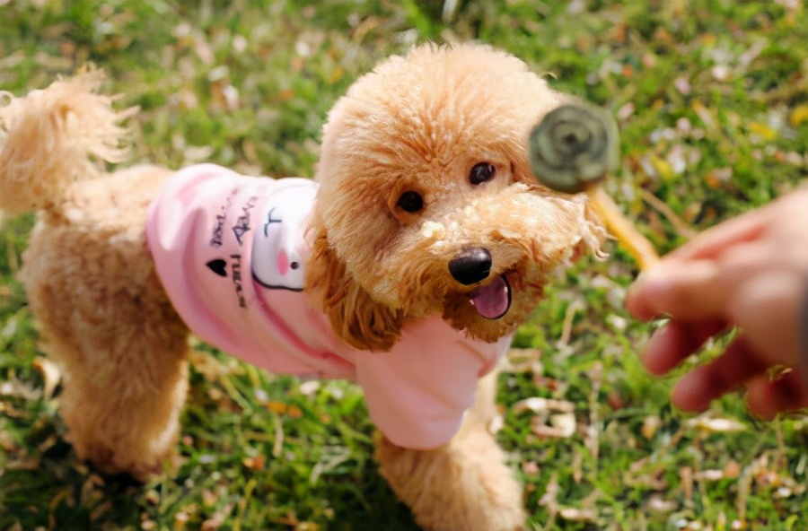 狗狗身上破了个大洞怎么治,狗狗身上破了一个口子怎么办