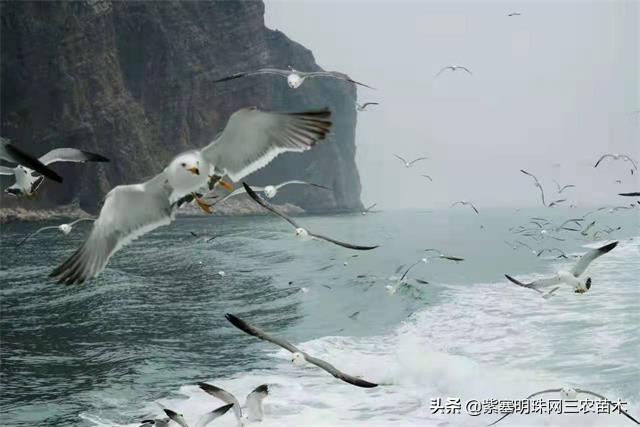 爱上一座城爱上一个人短视频,长岛大壮渔家民宿团购