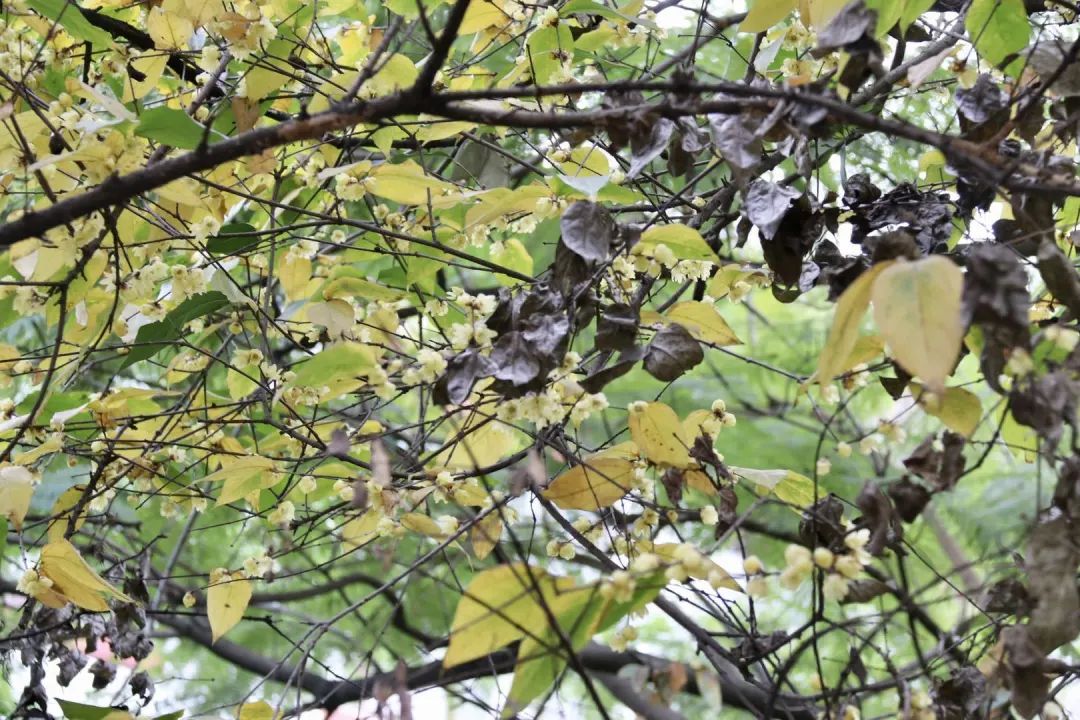 陆游春节的诗,陆游写的关于成都的诗