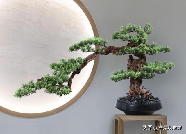 盆景悬崖桩怎么做,学会这5个点很必要