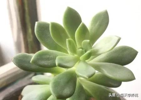 多肉红宝石怎样才能变多头,红宝石多肉怎么修剪侧芽