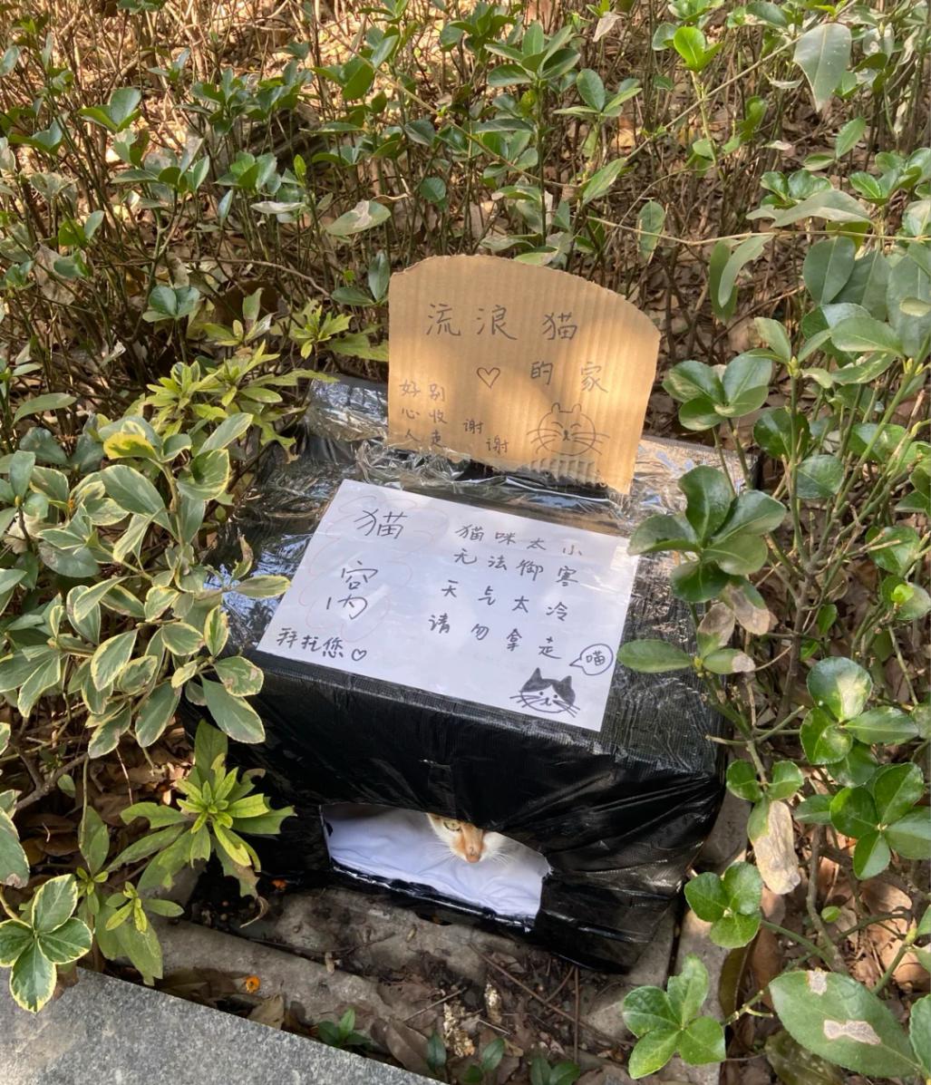 怎么给流浪小猫保暖,流浪猫如何度过寒冷的冬天