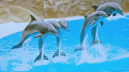 去日本看樱花的攻略,日本人第一次到中国看最大的樱花