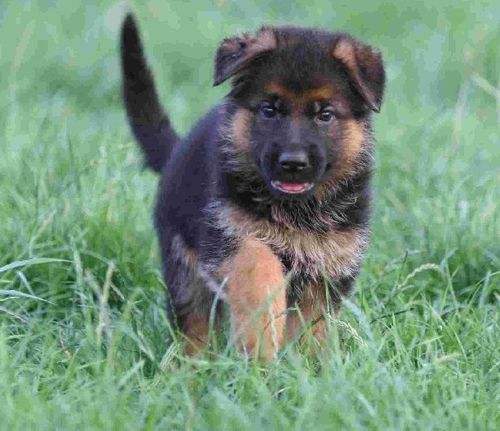 七个多月的德牧不立耳怎么办,4个月德牧没立耳正常么