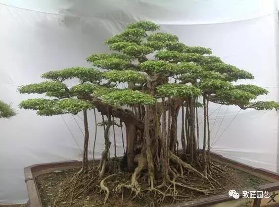 提根盆景造型大全大图,漂亮的提根盆景图片