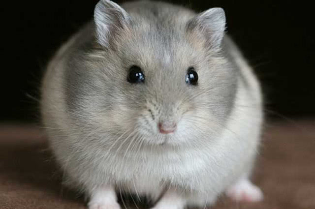 母仓鼠生了宝宝后吃掉宝宝,母仓鼠生完小仓鼠以后全吃了