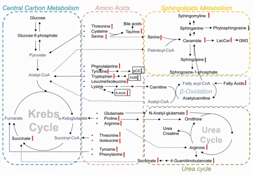 呼吸道病毒感染症状和治疗,cap感染