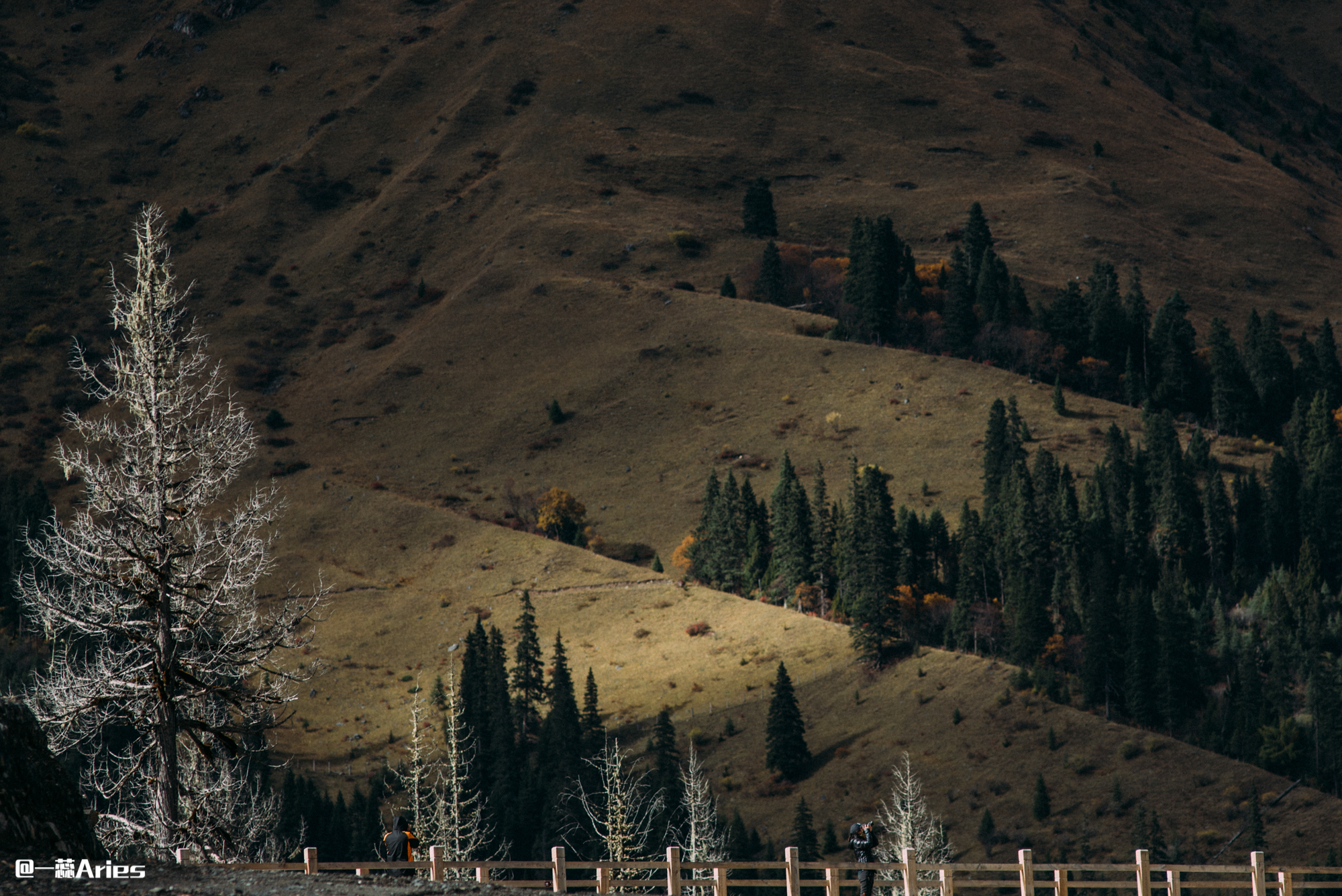 成都周边秋天美到极致的秋色,成都近郊游最美秋色