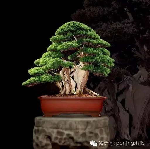 世界十大花卉排行榜名单,世界十大名贵花草