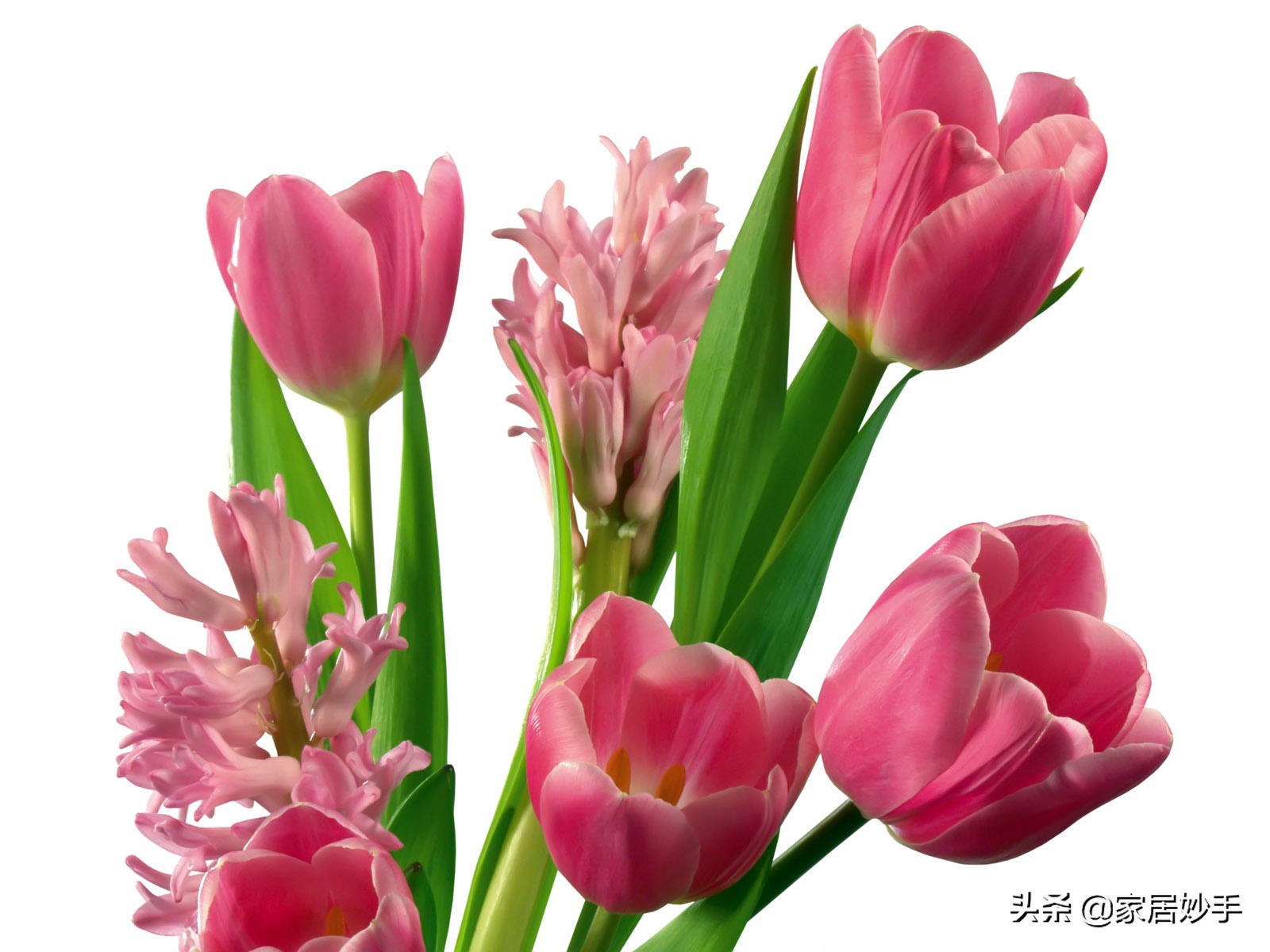 插的鲜花如何保持花期,鲜花哪种瓶插时间长又好养