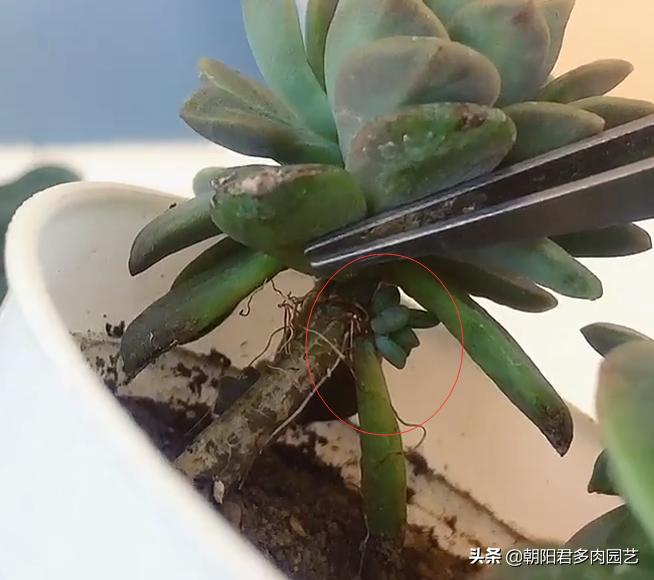 多肉植物只出根不长芽怎么办,多肉植物长得快不