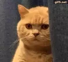 澳洲查获假货,澳洲假货新闻