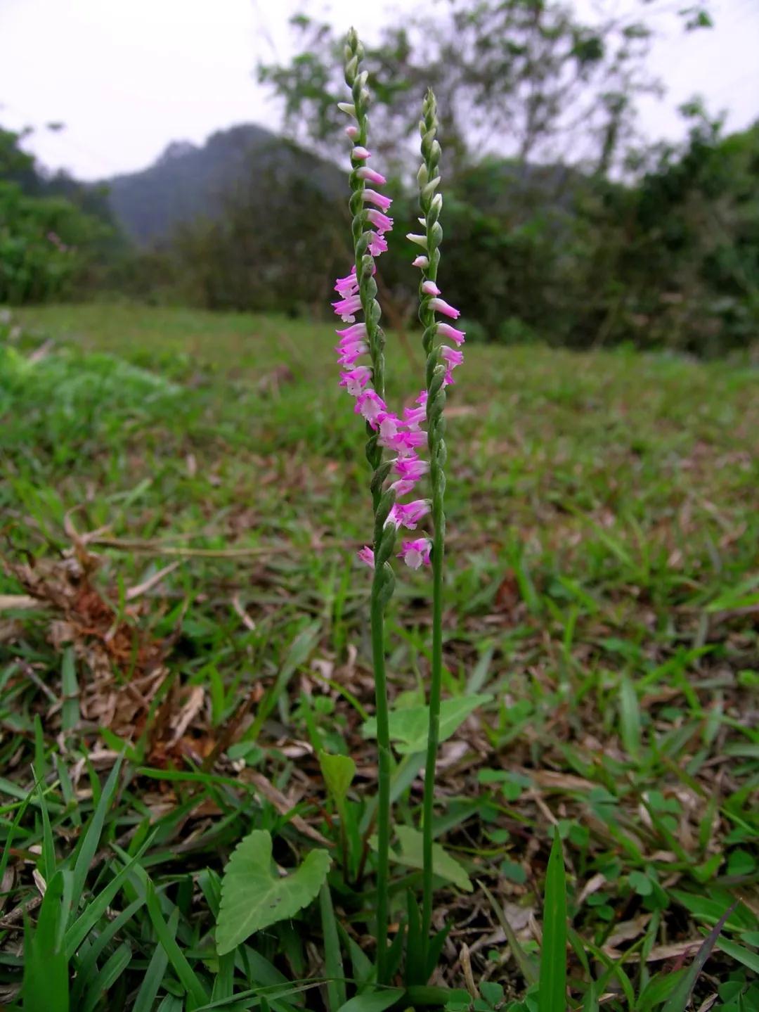林草科普图片,林草科普