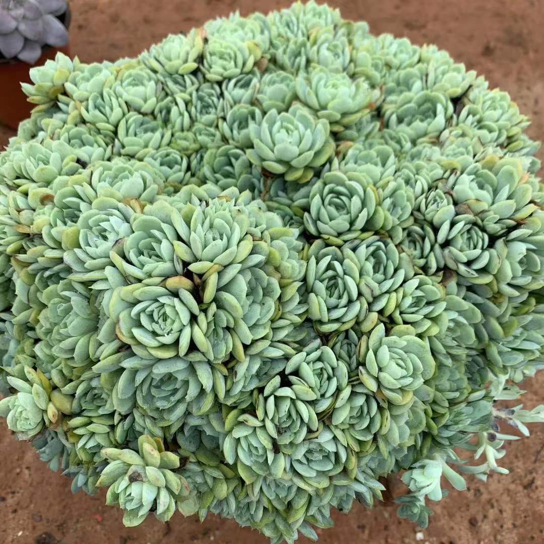 多肉植物要防霜冻吗,多肉冰梅的养殖方法和注意事项