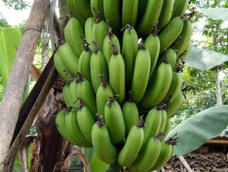 香蕉的储存和催熟流程,香蕉受冻后怎么补救