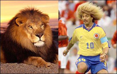 足坛大狮子,世界动物大全