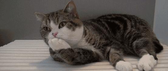 公猫繁衍会划伤母猫吗,公猫的生殖器官对母猫有什么伤害