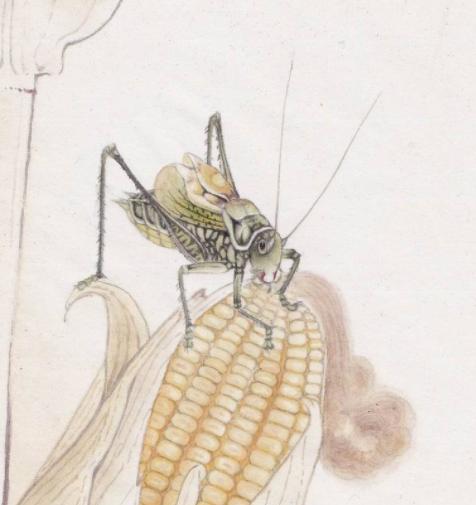 蝈蝈传统饲养,饲养蝈蝈的历史