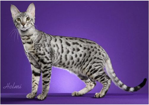 预测小猫颜色,怎么预判小猫快生了