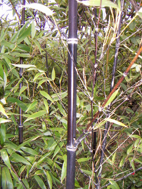 世界各国货币及汇率,各国货币韩元