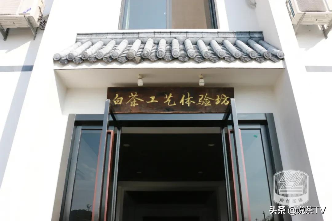 福鼎白茶还有“十不采”规定?让我们去河山有机茶园一探究竟