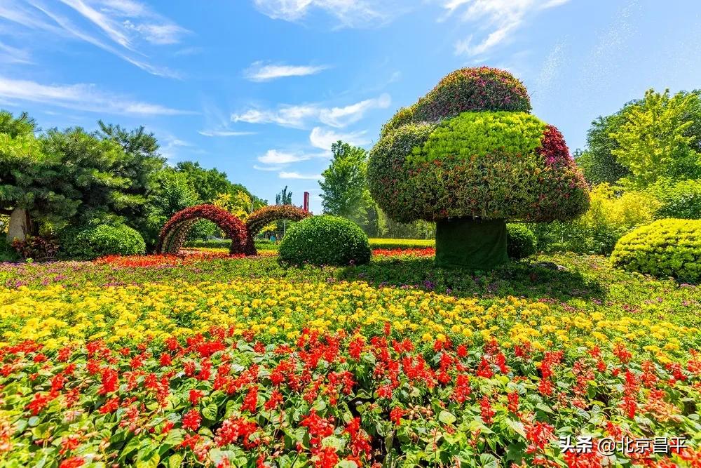 北京庆七一花坛摆放图片,北京长安街迎国庆立体花坛亮相