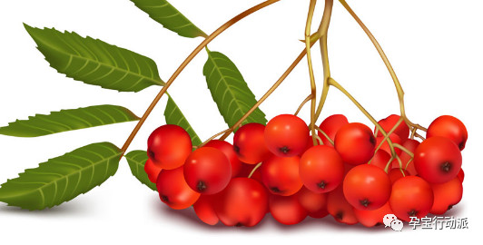 孕期周刊,孕期周刊25周