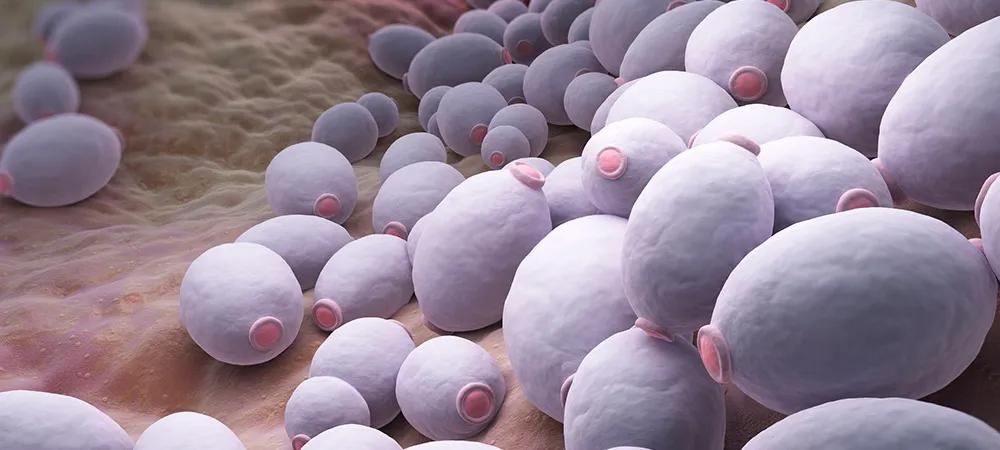 念珠菌过度生长：一种无声的流行病