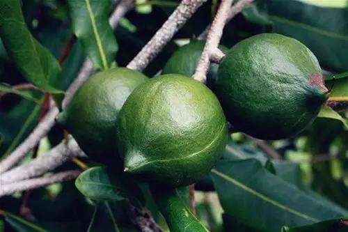 摘下1斤卖8块，炒熟能卖50多，每年大量进口，果农不愿种，为啥？