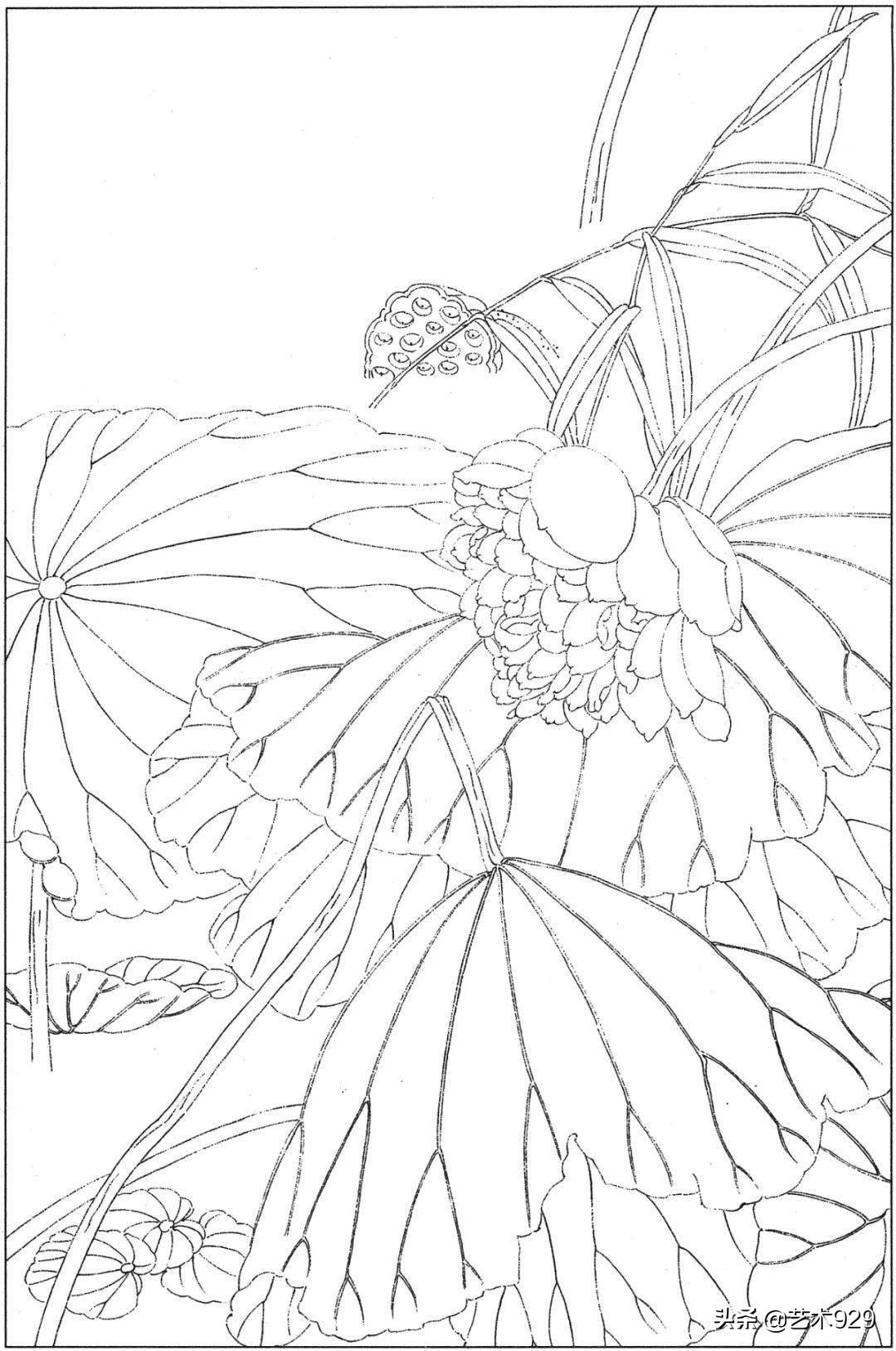适合初学者的荷花白描画稿,荷花小品实用白描画稿