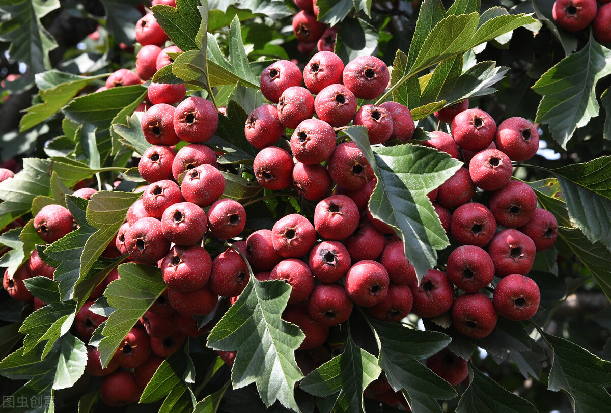 中秋佳节必吃的4种吉祥果,立秋建议多吃5样秋果