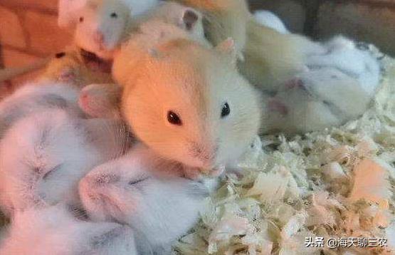 仓鼠养殖技术全集,仓鼠养殖技术与建造