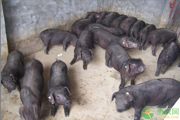 苏太母猪配什么品种小猪长得快,苏太母猪如何饲养