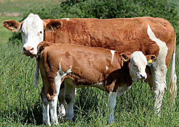 母牛屡配不孕的原因及解决方案,母牛配不上种怎么治疗