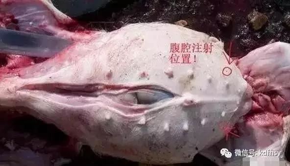 猪腹腔注射的技术要点，你掌握多少？