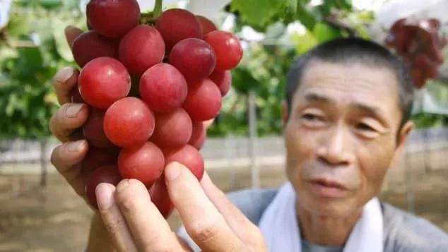 黑莓的分类及危害,黑莓缺点