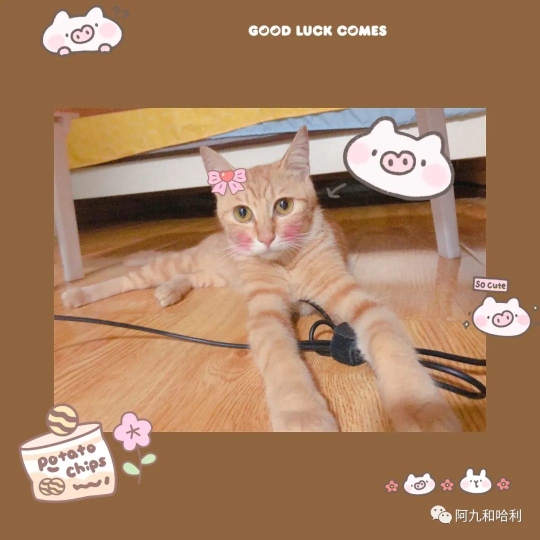 医生建议养猫治愈抑郁症,抑郁症养猫还是养狗好