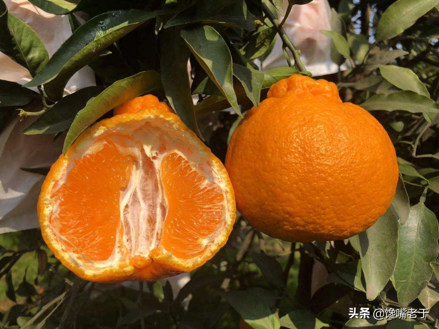 惊蛰当季水果蔬菜,惊蛰节气吃什么水果比较养生