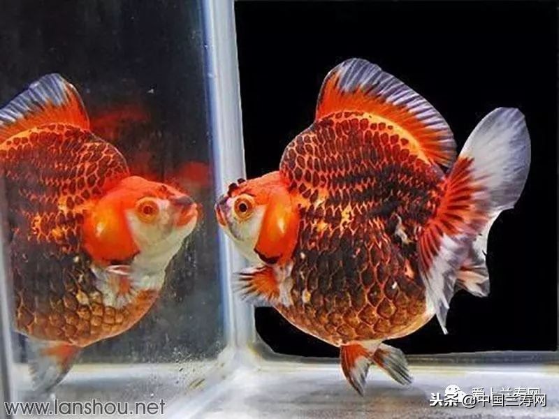十大最稀有的金鱼品种,比较大的金鱼品种有哪些