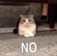 夏季猫咪待在阳台怎么降温,猫咪物理降温正确方法