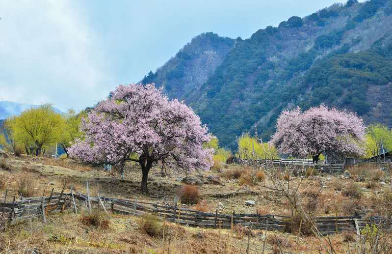12月去西藏十大禁忌,去西藏旅游之前怎么缓解高反