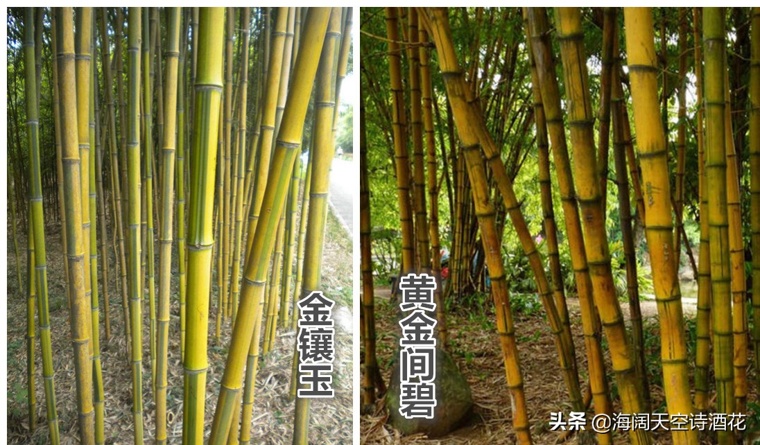 什么样子的竹子才会有竹笋,什么样的竹子才是金丝楠木
