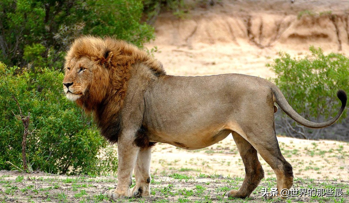 最强的狮子和最强的虎哪个更强,狮子和老虎的数据对比