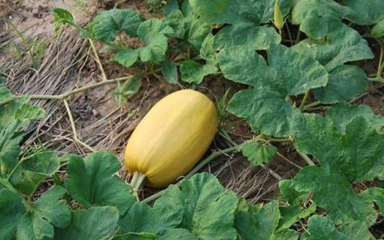 金丝瓜种植技术,露地金丝瓜栽培技术