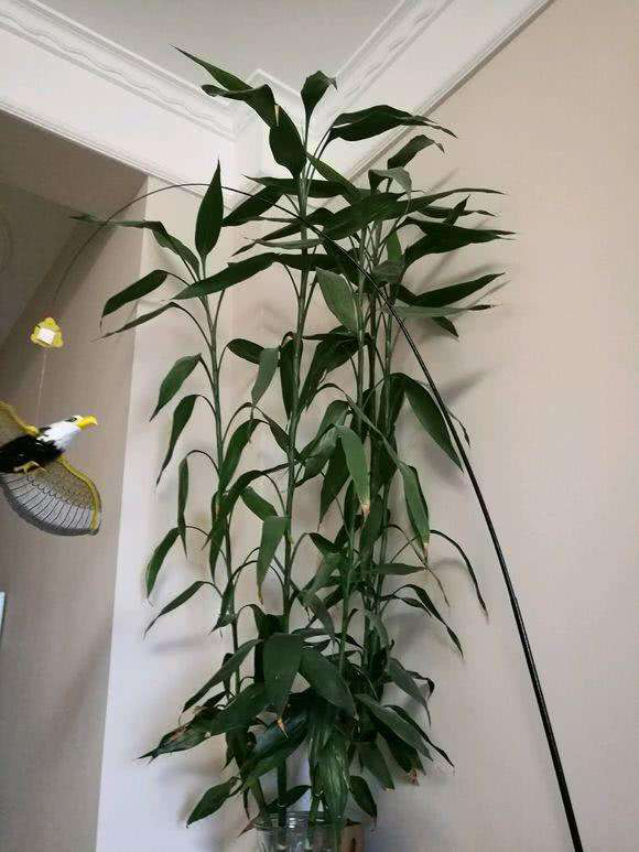 富贵竹长得又细又高怎么修剪,富贵竹长得太细太高怎么剪