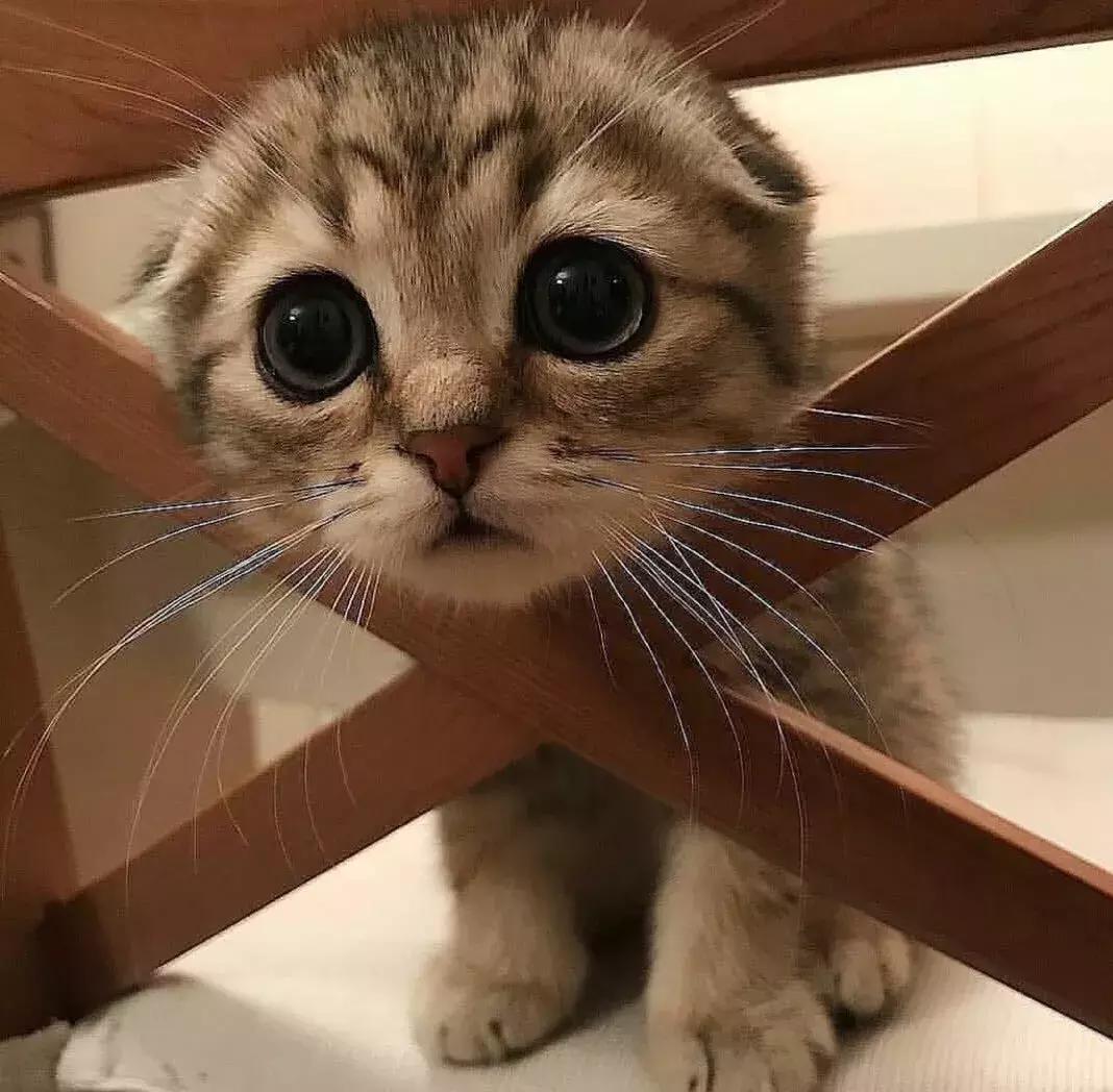 白色猫病,爱喝水的猫得了什么病