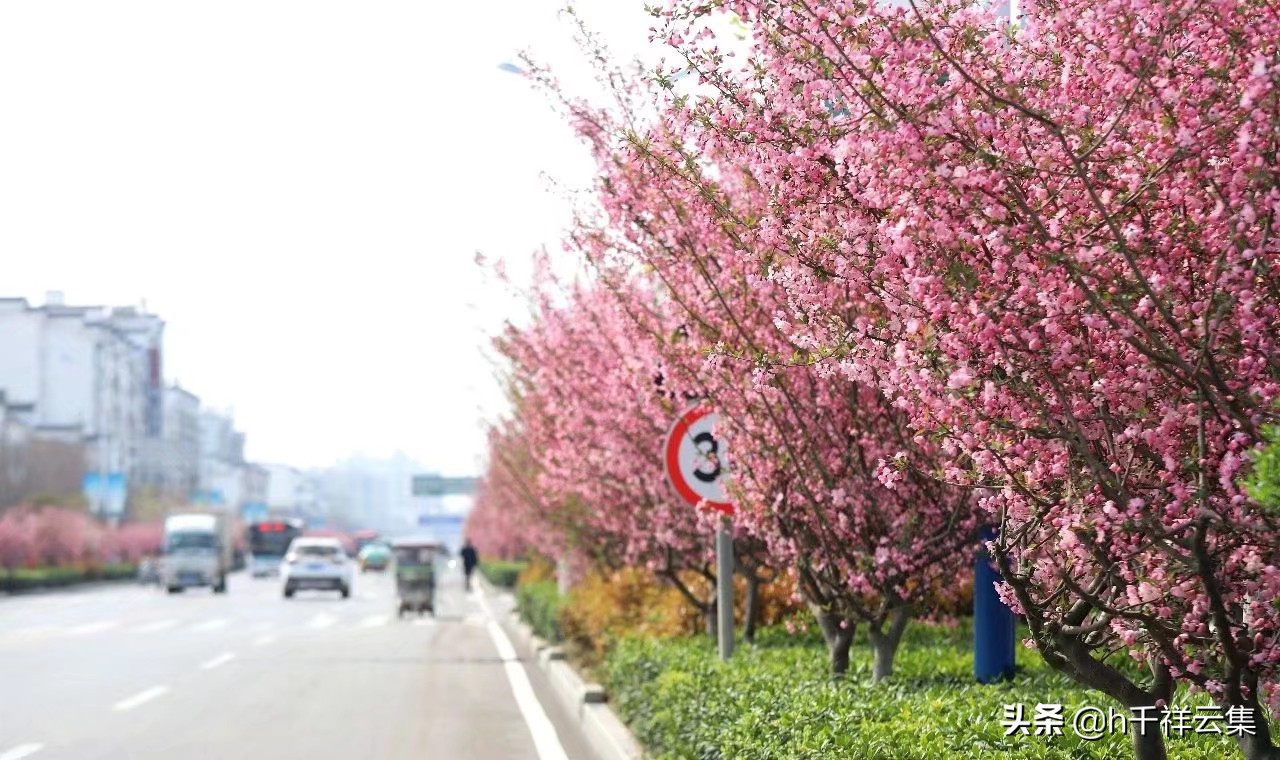 我的家乡商丘夏邑,夏邑又多一处美景有山有水还有花