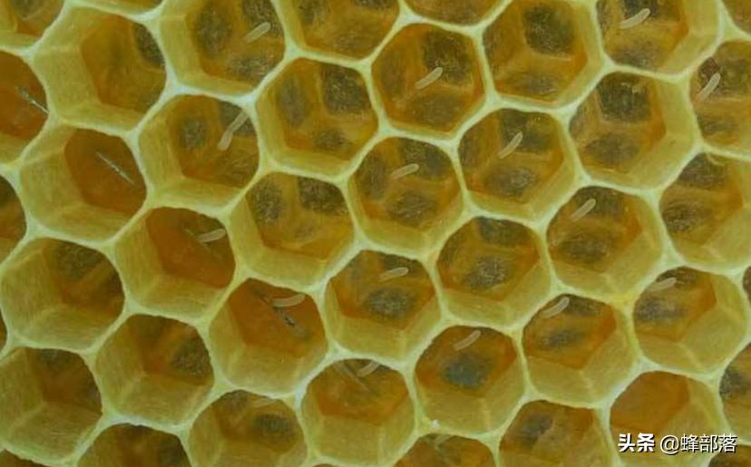 蜜蜂不产蜂蜜的技巧,蜜蜂怎么光采蜜不进粉
