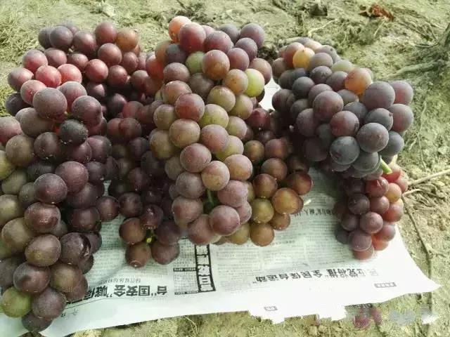 怎么经营果园才能盈利,果园经营模式及配送