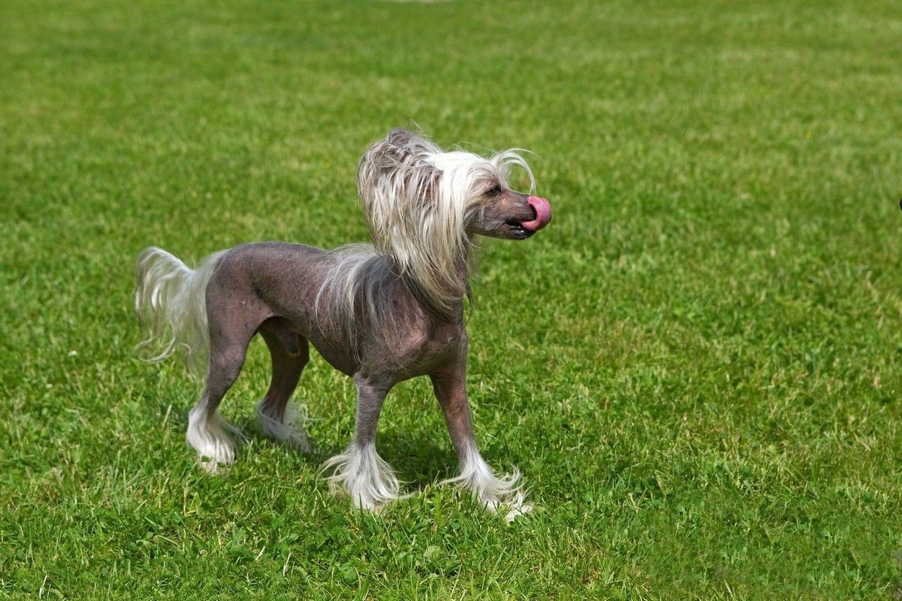 中国有什么名贵的狗,俄罗斯名贵狗价格